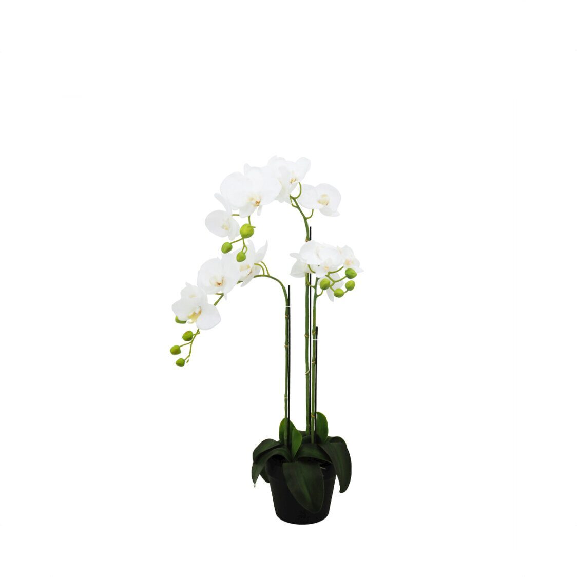 pollyanna-3-stalk-potted-white-orchid-2974077