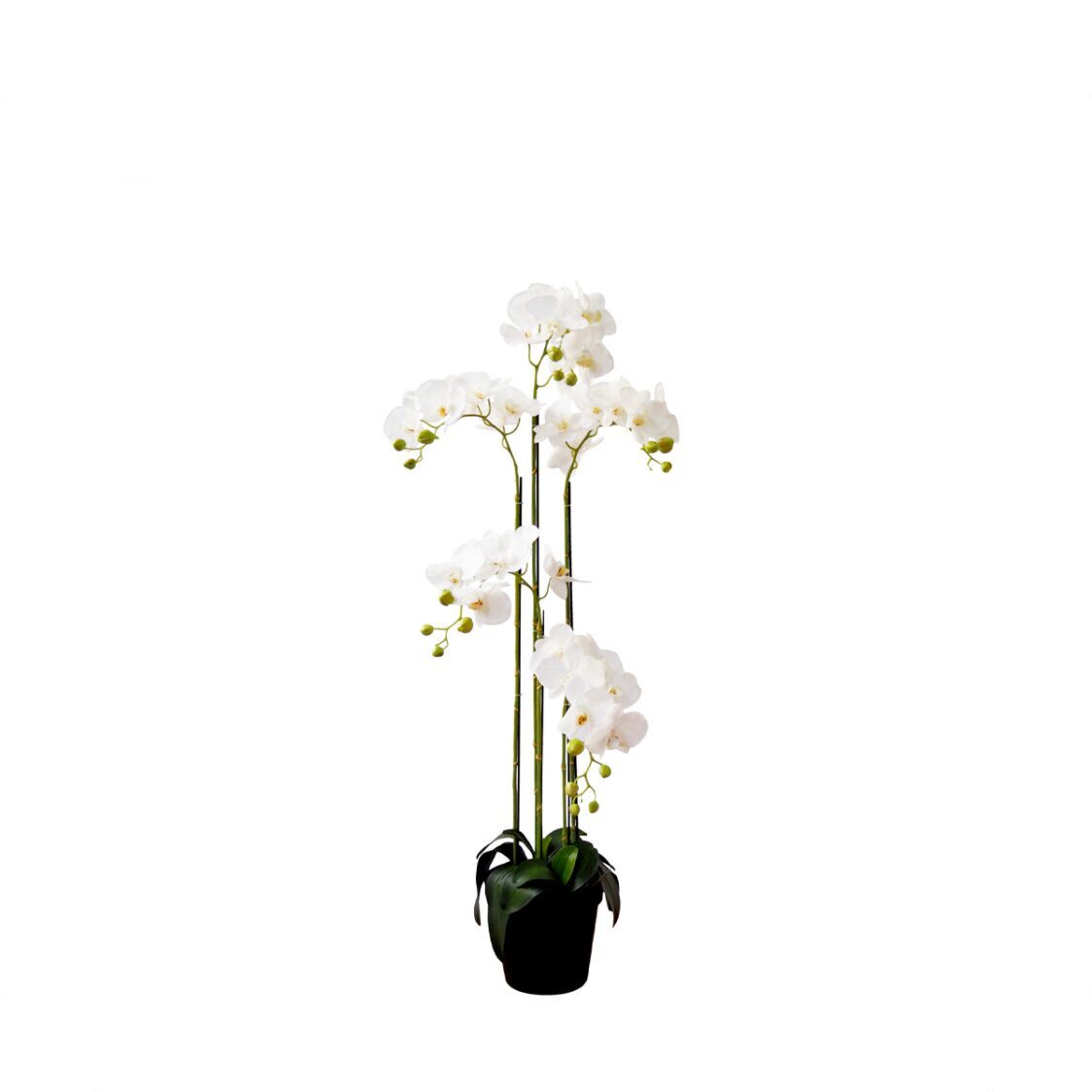 pollyanna-5-stalk-potted-white-orchid-7532789