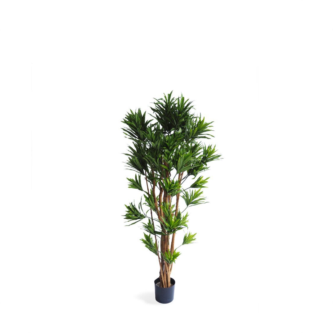 pollyanna-dracena-reflexa-tree-2940850