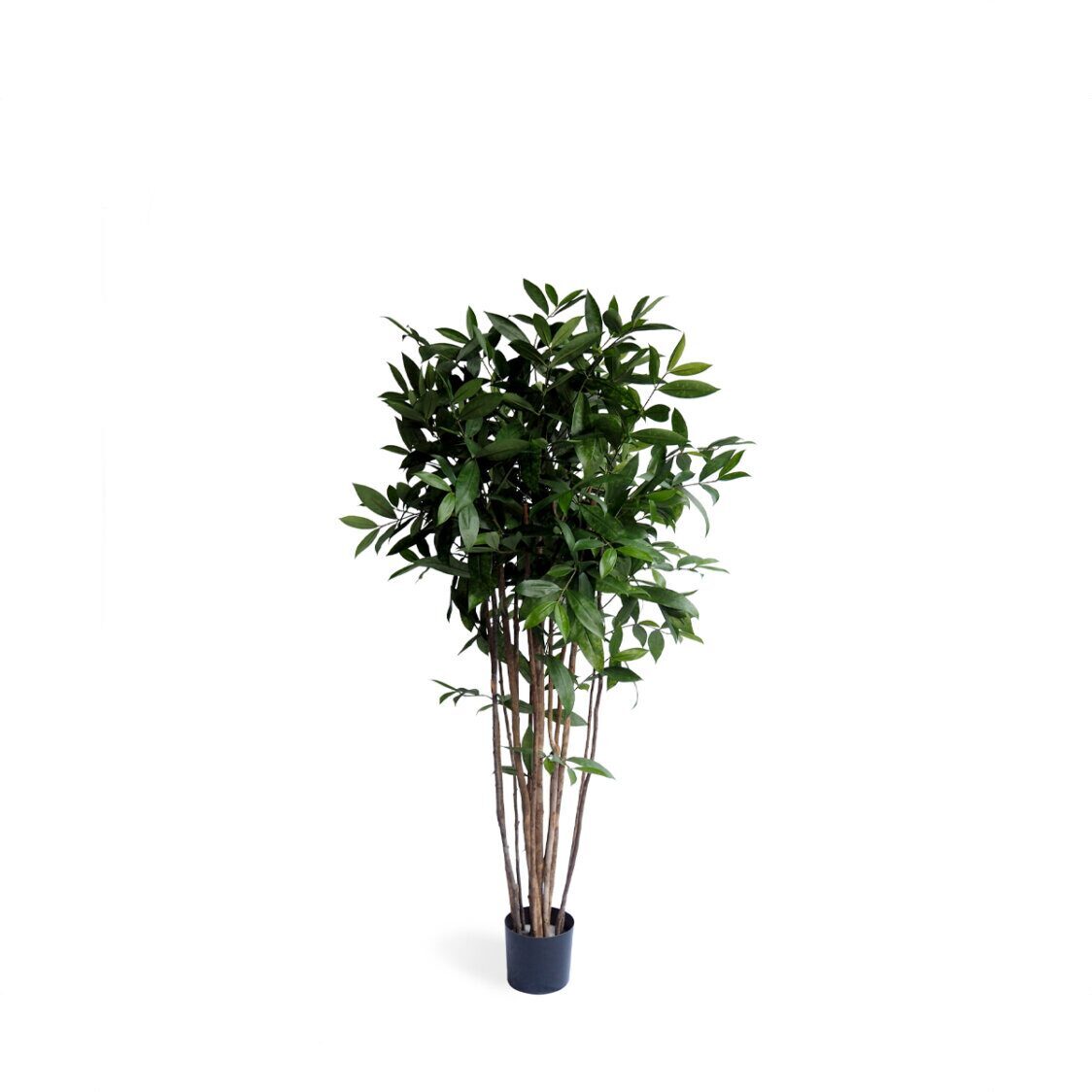 pollyanna-dracena-surculosa-tree-6285467
